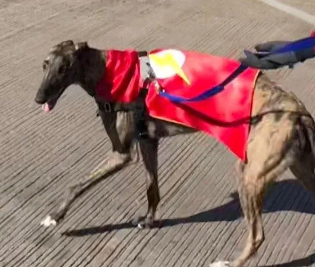 Dog Superhero Cape/ Puppy Superhero Cape/ Dog Cape/ Puppy Cape/ Superhero Cape for Dogs/ Super Dog Cape / Dog Costume/ Puppy Costume